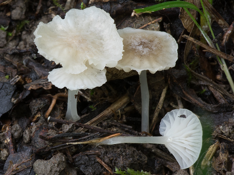 Hemimycena sordida